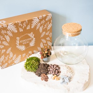 Kit diy pour terrarium 1 fittonia rouge