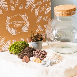 Kit diy pour terrarium 1 fittonia rouge