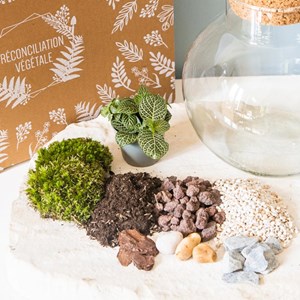 Kit diy pour terrarium 1 fittonia vert