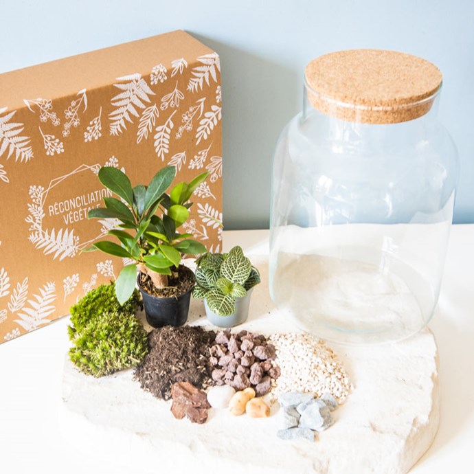 Kit diy pour terrarium 2 plantes Nature & Découvertes