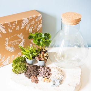 Kit diy pour terrarium 3 plantes.