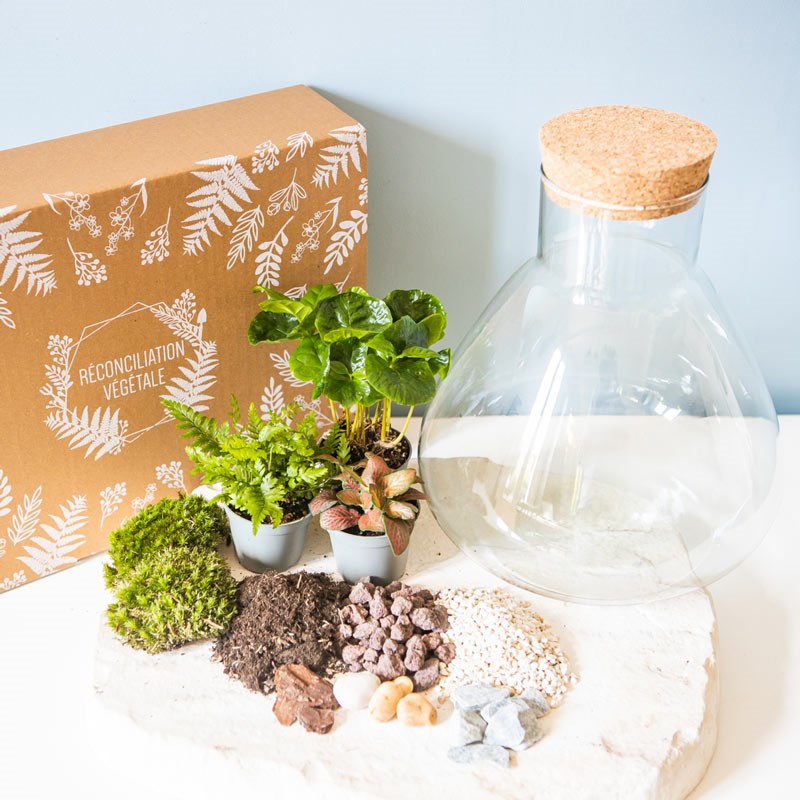 réconciliation végétale - Kit diy pour terrarium 3 plantes.