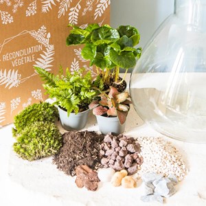Kit diy pour terrarium 3 plantes.
