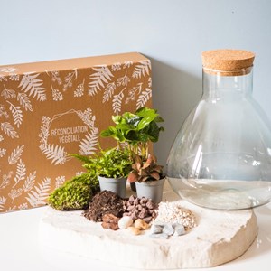 Kit diy pour terrarium 3 plantes.