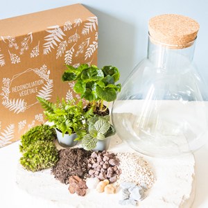 Kit diy pour terrarium 3 plantes.