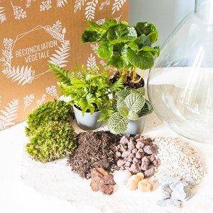 Kit diy pour terrarium 3 plantes.