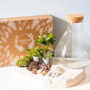 Kit diy pour terrarium 3 plantes.