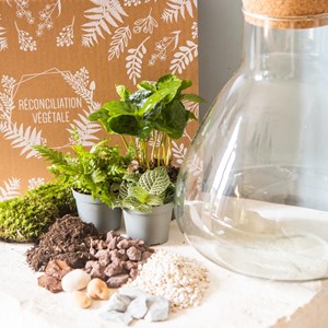 Kit diy pour terrarium 3 plantes.