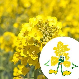 Mini kit gaspard graines de moutarde bio