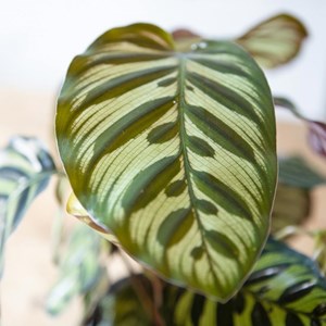 Calathéa makoyana sans cache-pot