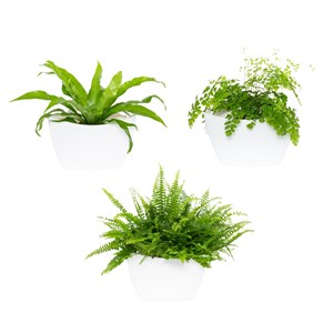 Pack 3 pots muraux, blancs