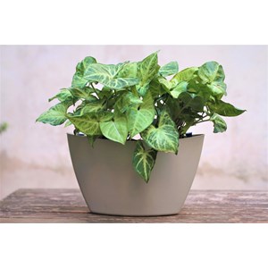 Pots muraux gris - arrosage auto