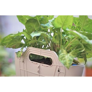 Pots muraux gris - arrosage auto