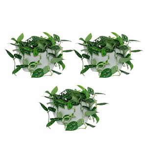 Pots muraux gris
