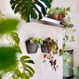 Pots muraux noir - arrosage auto