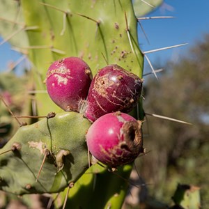 Huile pépins de figue de barbarie 50ml