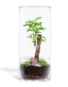 Terrarium jungle tower small polyscias