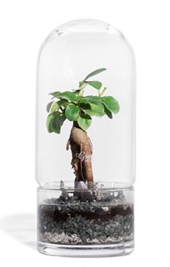 Terrarium jungle rocket small