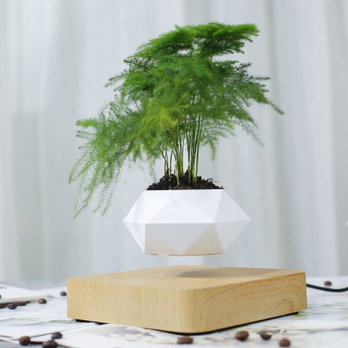Magnetic Land - Jardin en lévitation hexafly bois clair