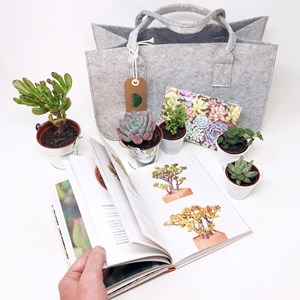 Panier succulent