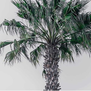 Tableau deco coconut palm