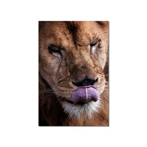 Tableau animaux delice de lion