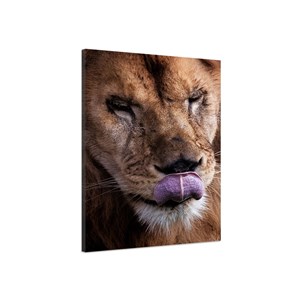 Tableau animaux delice de lion