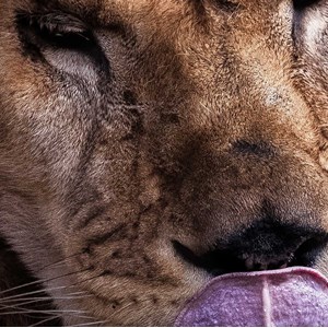 Tableau animaux delice de lion
