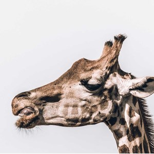 Tableau animaux prendre de la hauteur