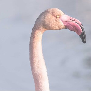 Tableau pastel pink flamingo
