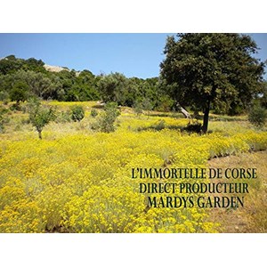 Huile d'immortelle corse 100ml