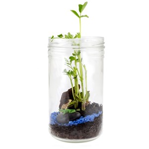 Terrarium de la savane