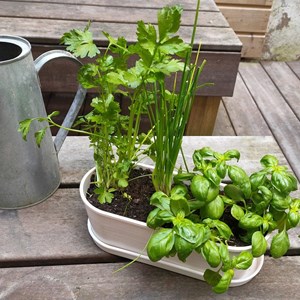 Jardinière graines aromates bio