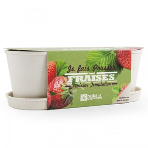 Jardinière bambou - fraisier
