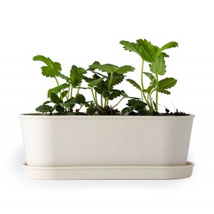 Jardinière bambou - fraisier