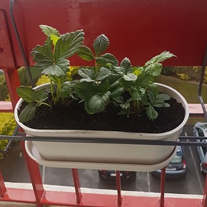 Jardinière bambou - fraisier