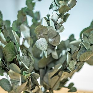 Fleurs séchées eucalyptus cinerea vert
