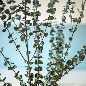 Fleurs séchées : eucalyptus stabilisé