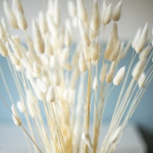 Fleurs séchées : lagurus blanc