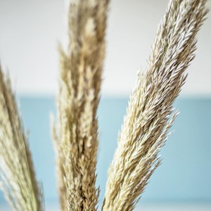 Fleurs séchées miscanthus sec naturel
