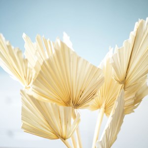 Fleurs séchées palmes blanches x10