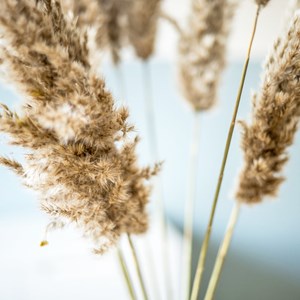 Fleurs séchées plumeau de provence
