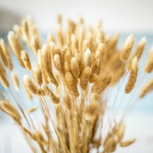 Fleurs séchées lagurus ovatus naturel