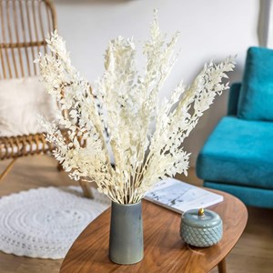 Fleurs séchées ruscus blanc