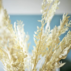 Fleurs séchées ruscus blanc