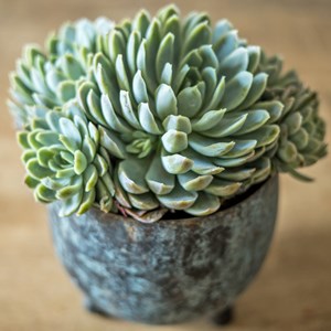 Lot de 2 plantes grasses faciles à vivre