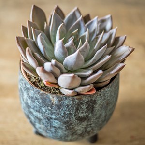 Lot de 2 succulentes faciles à vivre