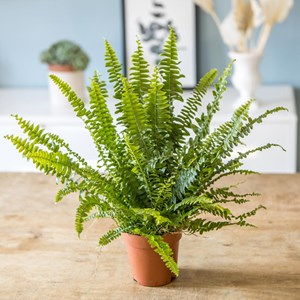 Fougère de boston + cache-pot