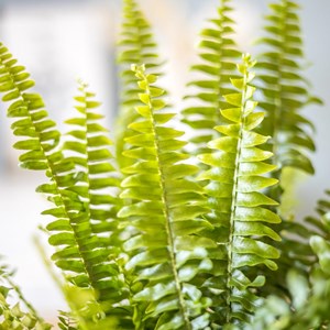 Fougère de boston + cache-pot