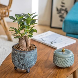 Plante d'intérieur ficus microcarpia